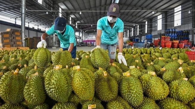 Xuất khẩu sầu riêng đã mang về hơn 1 tỷ USD trong 7 tháng đầu năm.