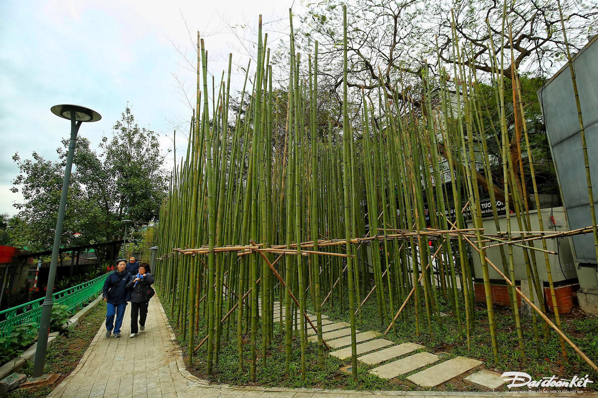 W_rung_truc-le-khanh6.jpg