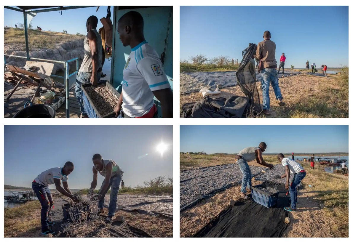 Người dân phơi khô cá kapenta sau một đêm dài đánh bắt trên hồ Kariba. Ảnh: The Guardian.