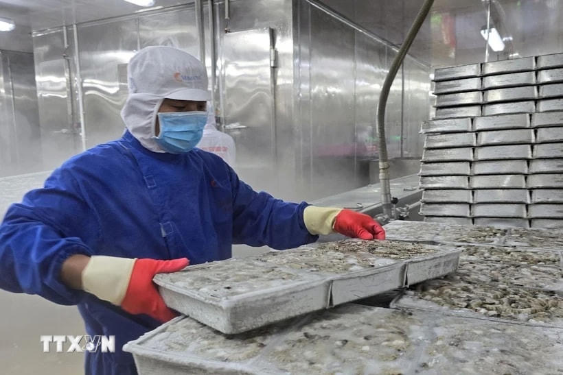Chế biến mặt hàng tôm đông lạnh phục vụ xuất khẩu. (Ảnh: Kim Há/TTXVN)