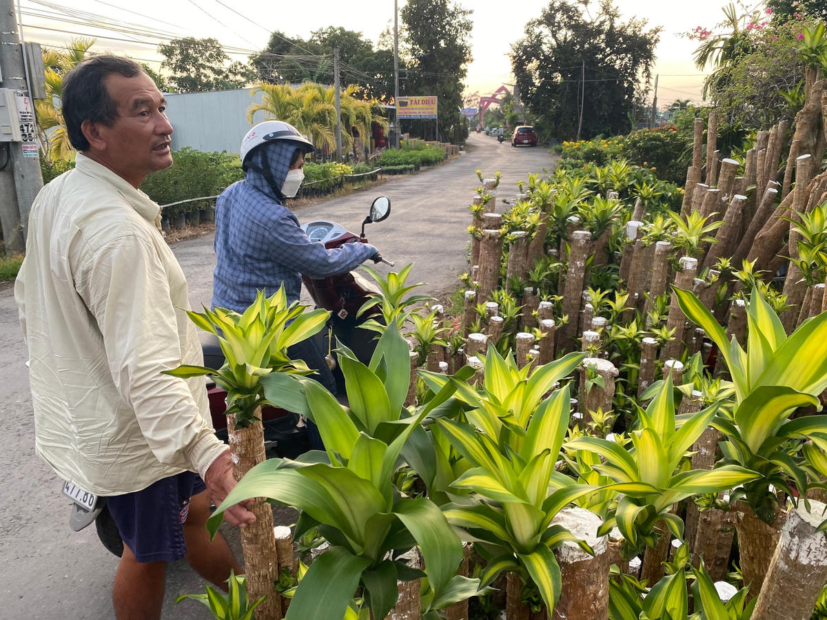 Cây phát tài, một trong những loại kiểng được nhiều người dân phía Nam chọn lựa trong dịp cuối năm để trưng với mong muốn làm ăn phát đạt.