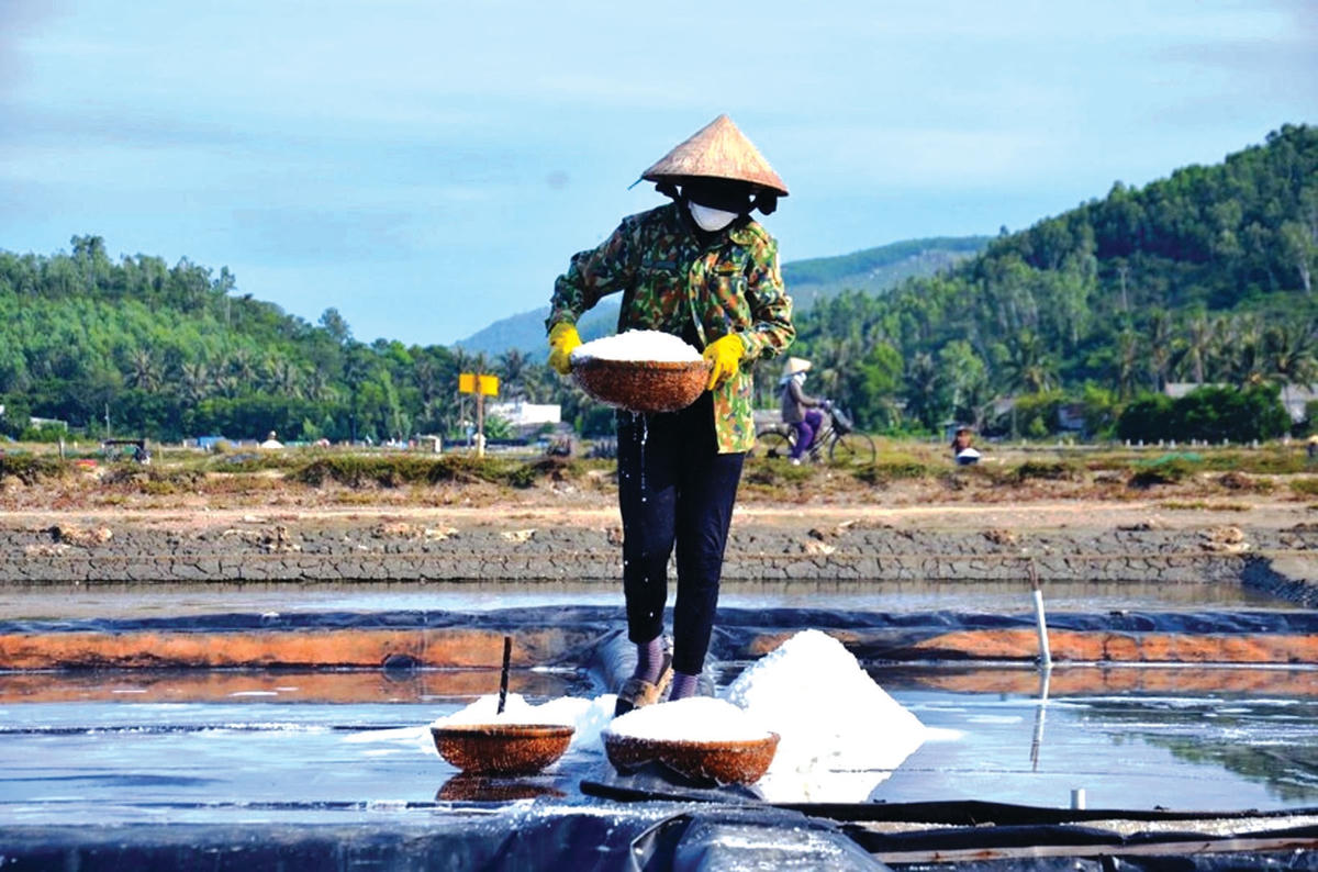 Thu hoạch muối.
