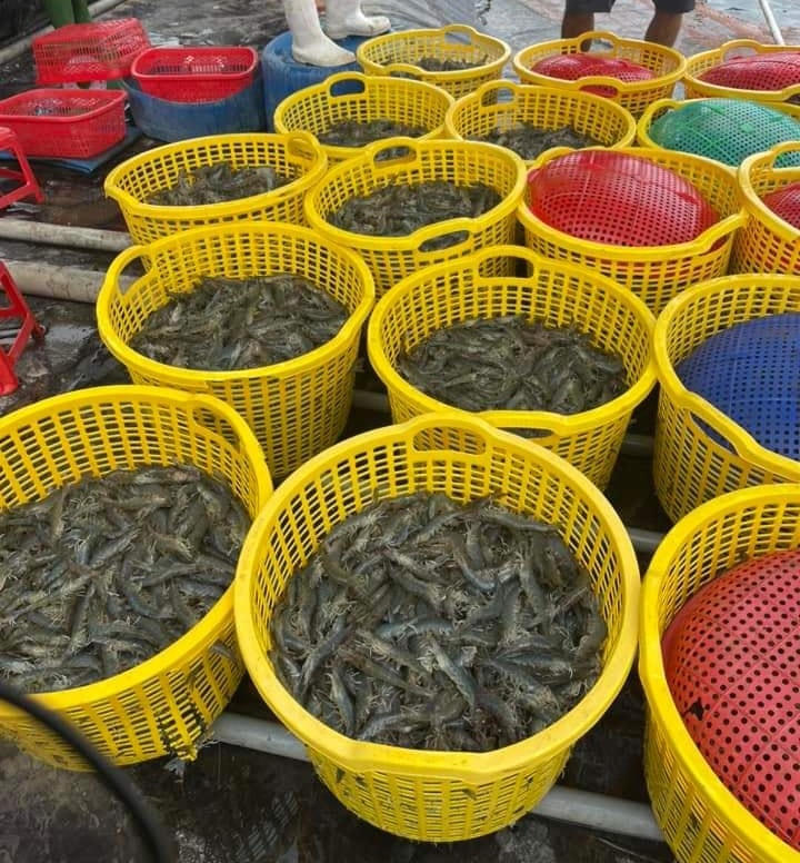 Thu hoạch tôm công nghệ cao ở Bạc Liêu.