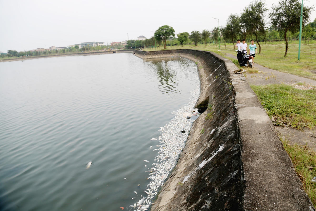 “Hiện tượng cá chết xuất hiện khoảng 3, 4 ngày gần đây, nhất là trong những ngày nắng nóng cao điểm vừa qua lượng cá chết tăng cao. Nhiều người không dám đi qua khu vực này vì mùi hôi tanh bốc lên", chị Lê Thị Thanh (48 tuổi, trú tại phường Nam Hà) cho biết. 