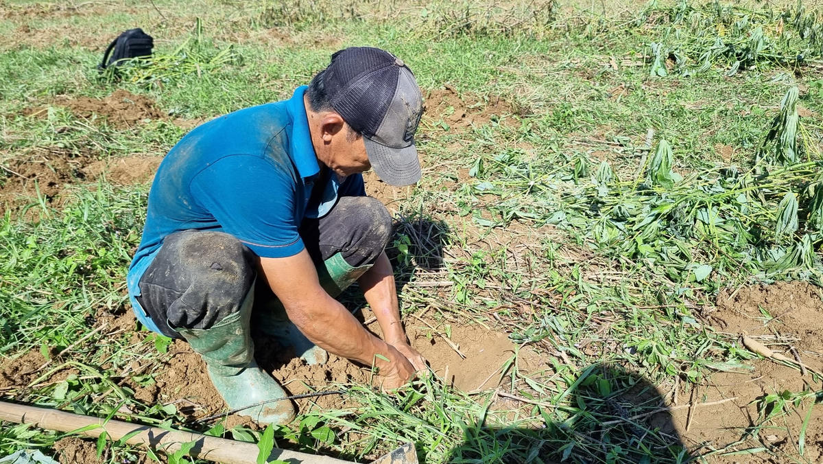 Anh Âu Văn Hải đang bắt dế trên cánh đồng ruộng.