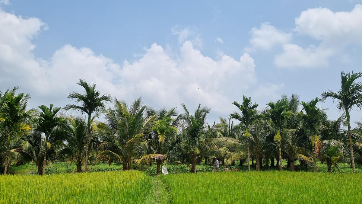 Một góc vườn dừa xiêm của gia đình ông Mân.