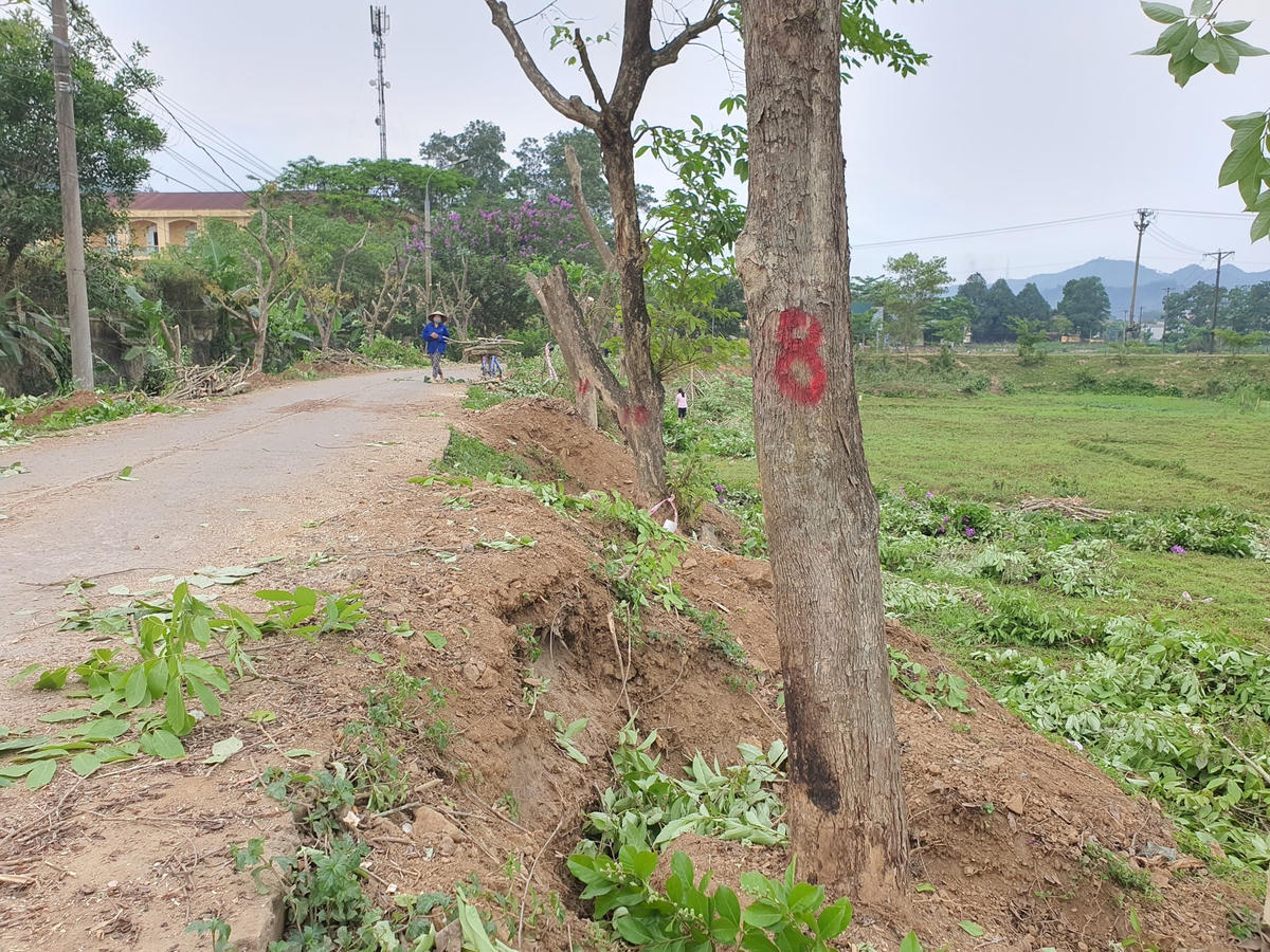 Một số đoạn đã cắt tỉa cành xong đang đợi đào gốc để chuyển đi.