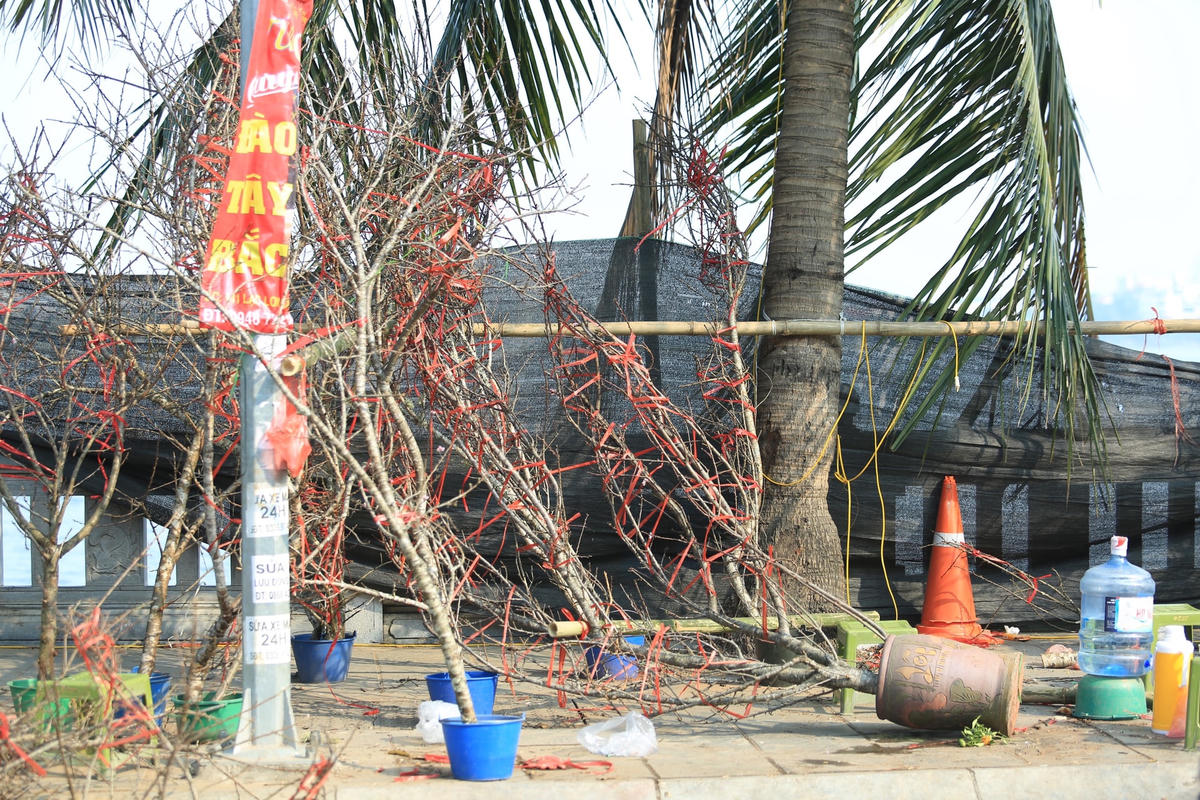 Theo khảo sát của PV Báo Đại Đoàn Kết, chiều tối 30 Tết Quý Mão 2023, các thương lái giảm giá sâu các loại cây cảnh trang trí.
