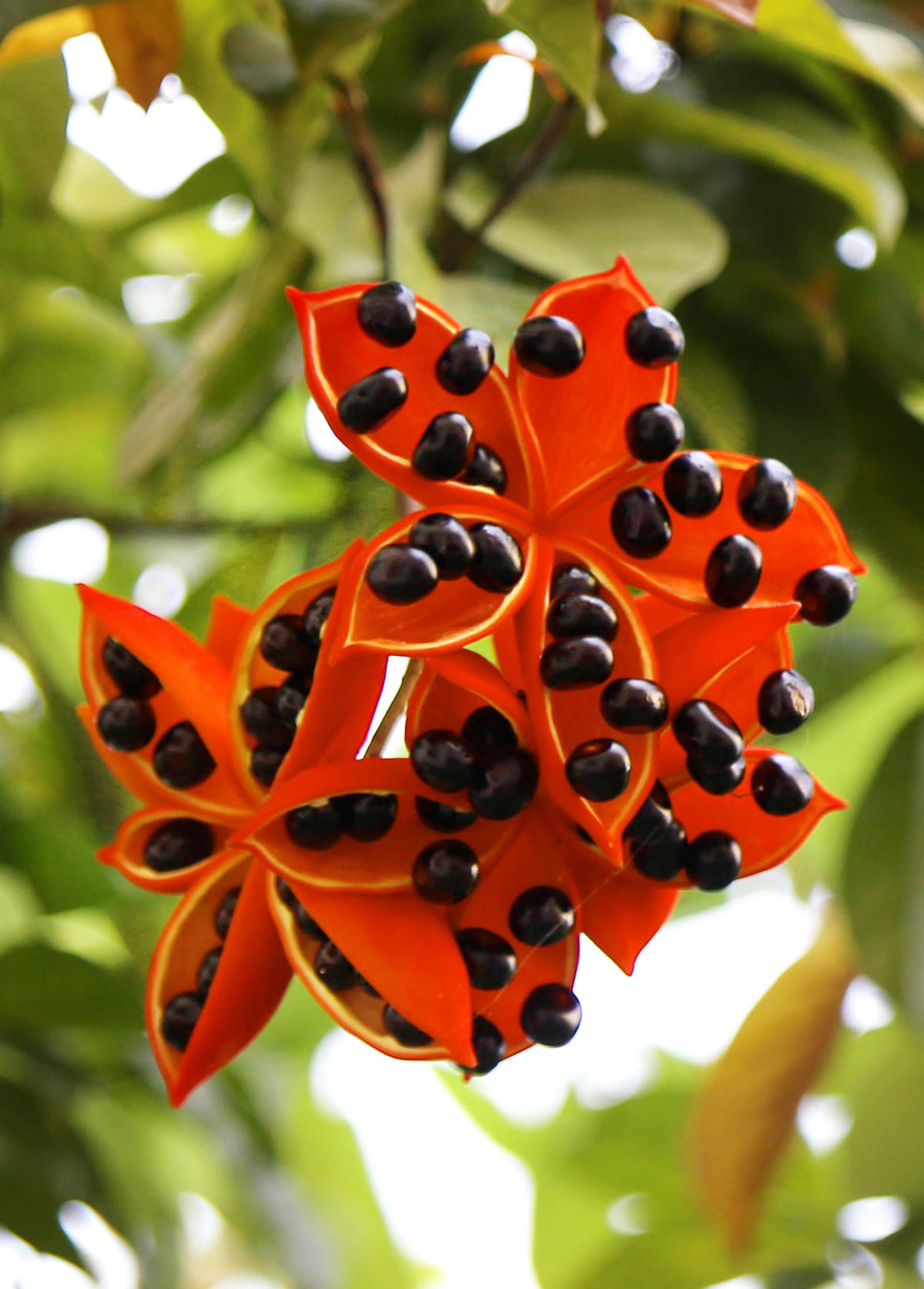 Và thêm một màu đen óng ánh, đẹp mắt khi quả chín và sẽ tách vỏ.