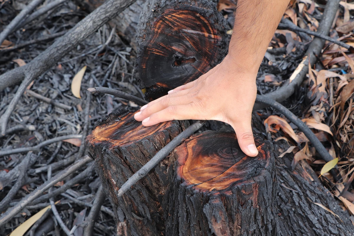 Những cây keo bị cưa hạ còn lại gốc ở nơi diễn tập.