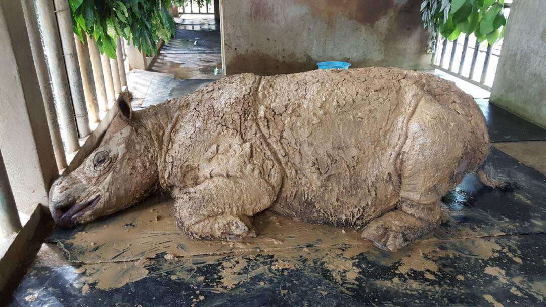 Iman đã chết vì ung thư. Ảnh: Rex.