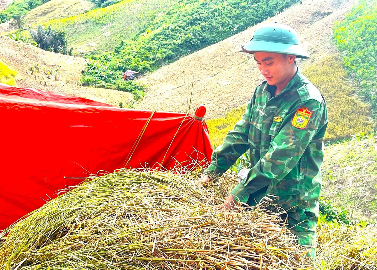 Lúa rẫy gặt xong được tập kết lại để tuốt lấy hạt.