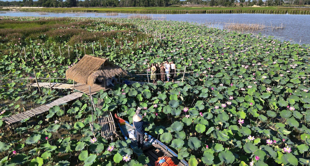 Một góc cánh đồng sen ở TP Tam Kỳ.