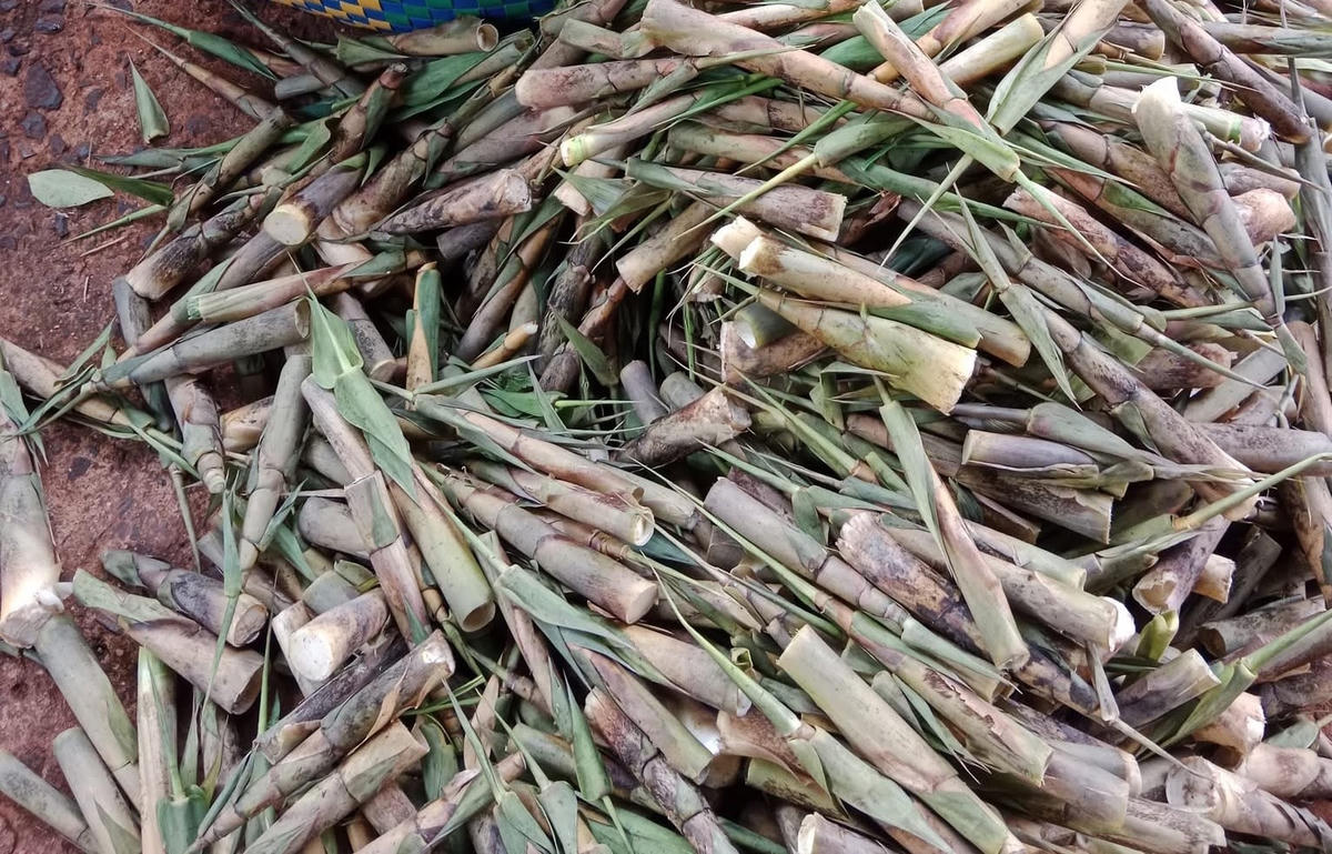 Ảnh 1-Mùa măng rừng miền Đông