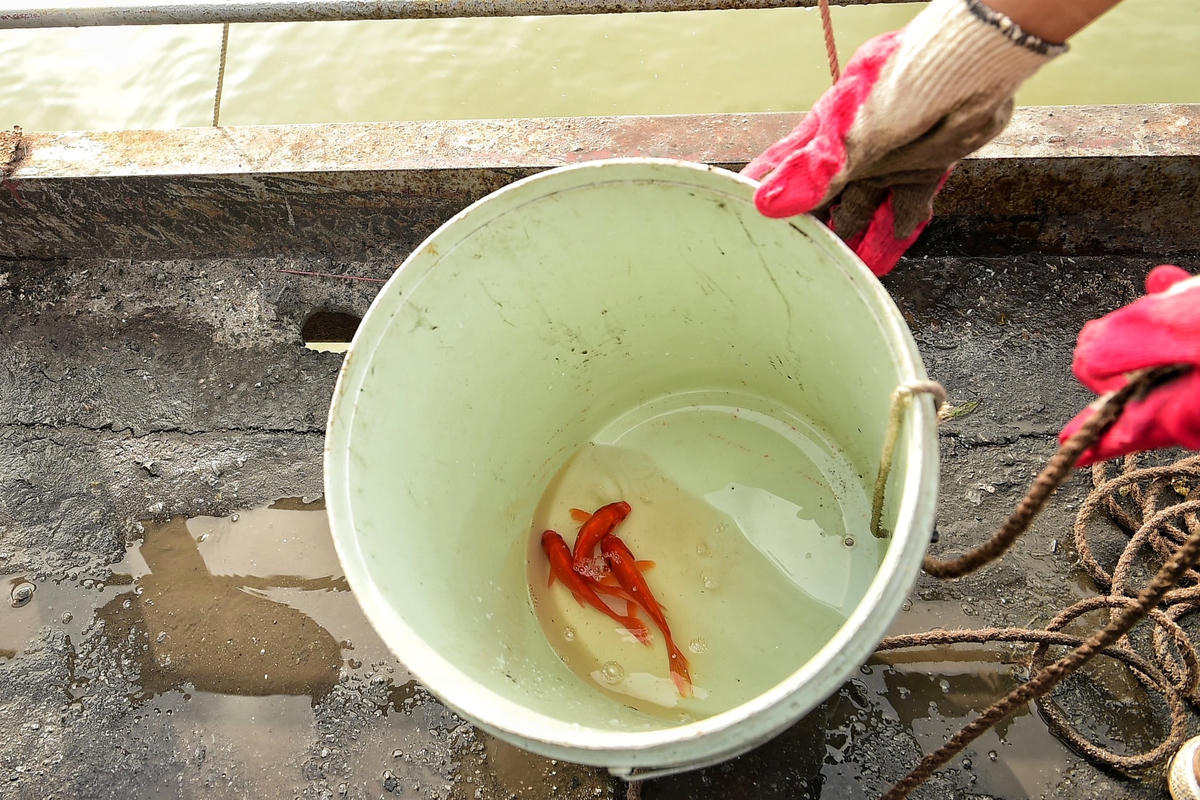Những con cá chép lần lượt được để vào xô sau đó sẽ từ từ thả xuống chân cầu.