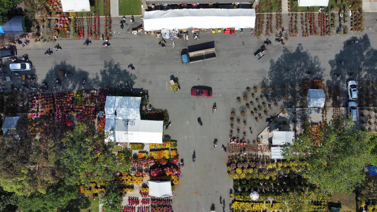 So với những năm trước, năm nay hoa Tết "ế" đến mức 25 tháng Chạp mà vẫn đường thông hè thoáng. Ảnh: Mạnh Thìn.