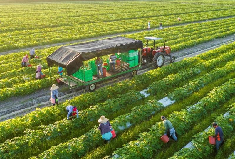 Một số cơ sở sản xuất nông nghiệp xanh đã phát huy hiệu quả.