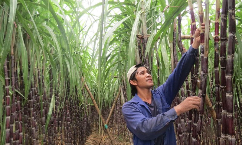 Người dân trồng mía cũng sẽ bị ảnh hưởng nếu áp Thuế Tiêu thụ đặc biệt với đồ uống có đường.