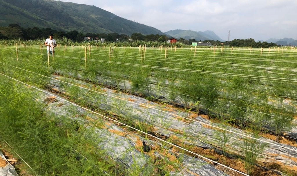 Mô hình trồng cây măng tây tại xã An Hải huyện Ninh Phước. Ảnh: Thanh Loan.