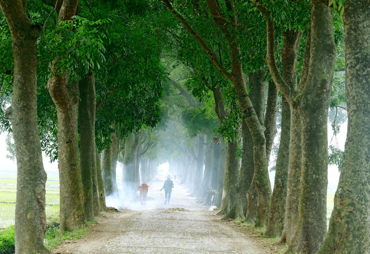 Hàng xà cừ cổ thụ.