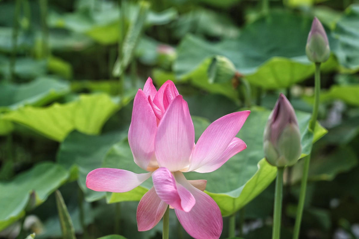 Ninh Bình: Cánh đồng sen nở rộ dưới chân núi Ngọa Long hút khách