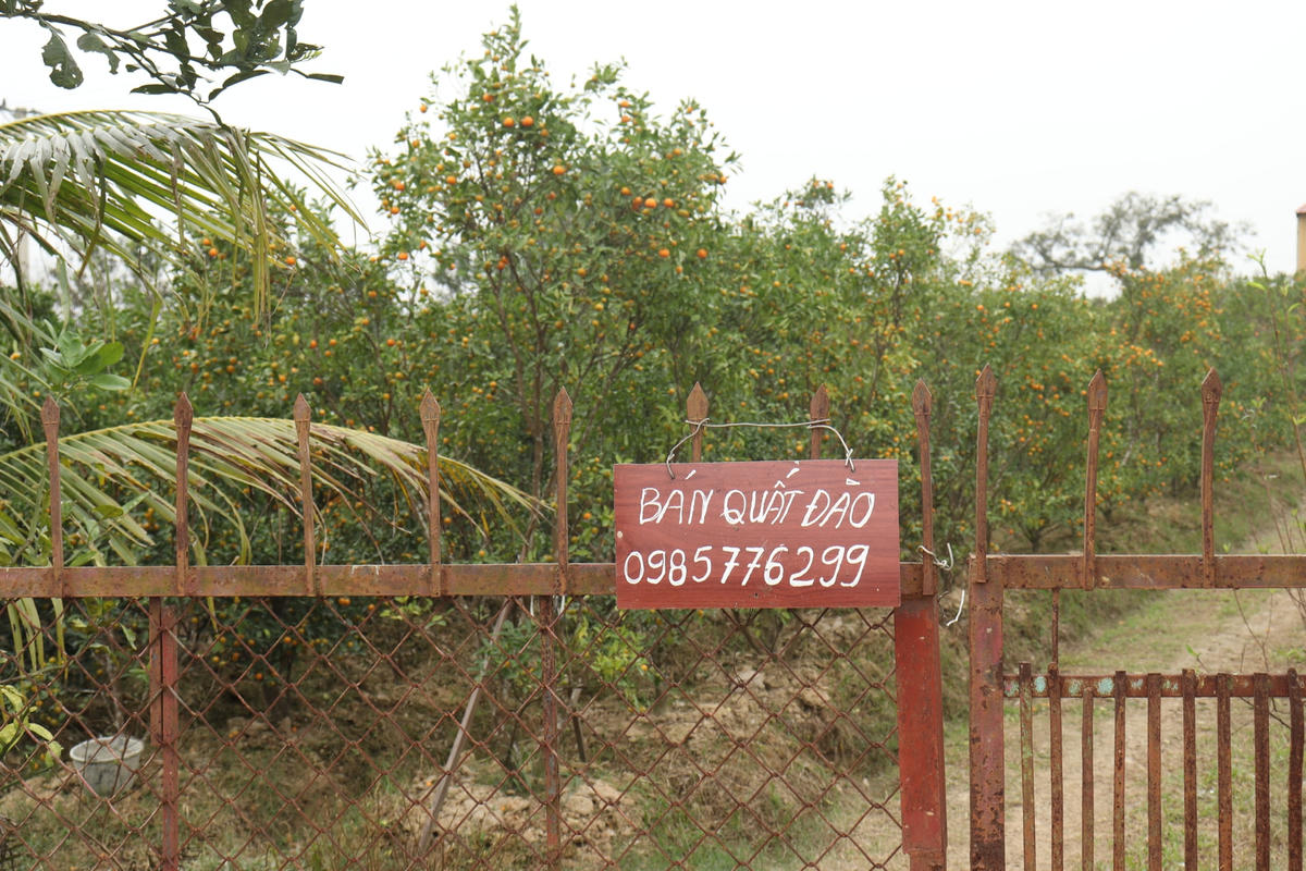 Theo ông Phạm Đình Nam, Chủ tịch UBND xã Hợp Lý cho biết, diện tích đất trồng quất tại xã năm nay đã suy giảm rất nhiều. Hiện tại, người dân chuyển sang trồng đào, trồng cây cảnh để bán dịp Tết vì những loại cây này dễ trồng, tốn ít công chăm sóc.