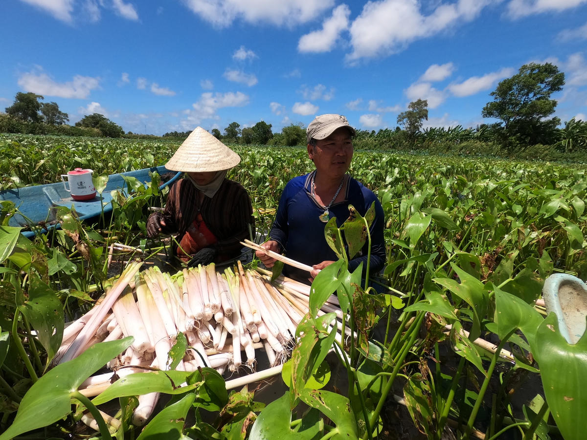 Vợ chồng anh Phan Văn Bạch, xã Khánh Bình Tây Bắc thu hoạch rau mác.