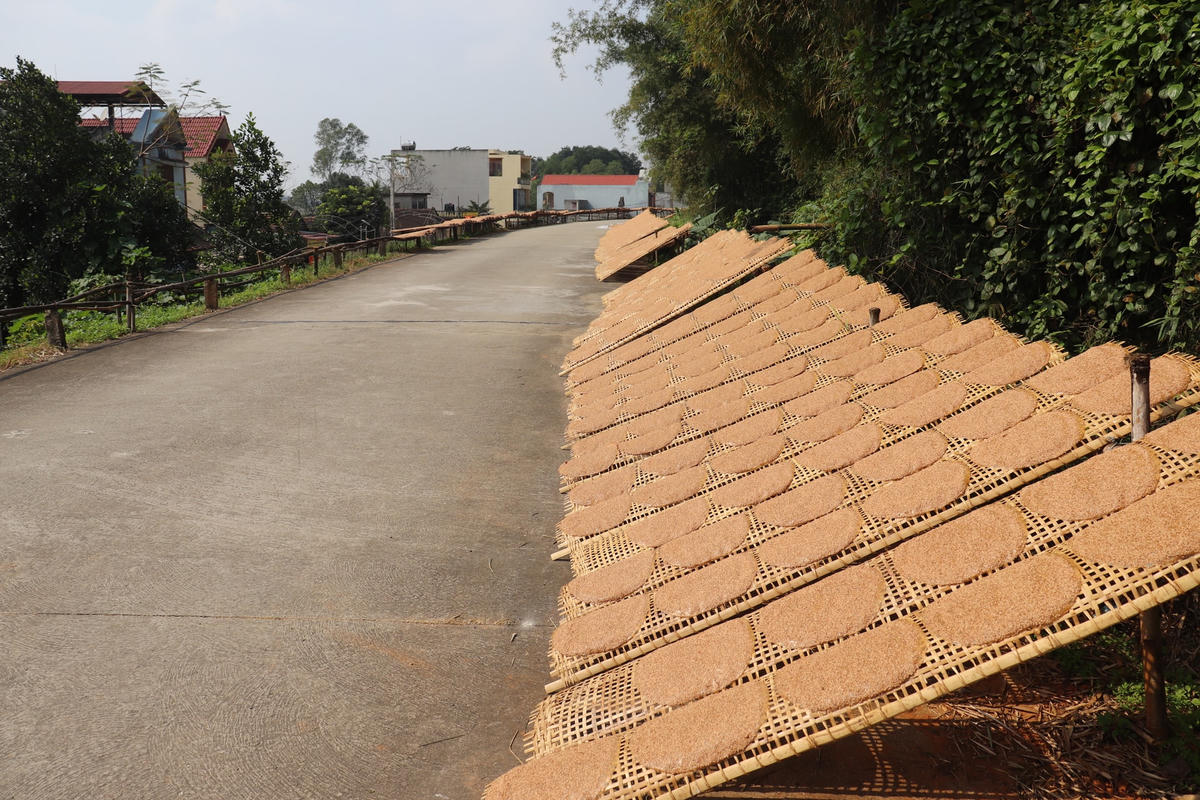 Bánh đa sau khi tráng xong sẽ được đưa ra phơi, nếu trời nắng to khoảng 5-6 tiếng là bánh khô, nhưng nếu trời râm mát phải 2 – 3 ngày. Bánh không được phơi quá khô, sẽ cong giòn, dễ gãy.