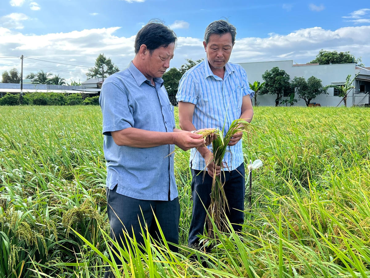 Giống lúa BL9 được đặc cách công nhận lưu hành sẽ tạo điều kiện đưa nhanh ra sản xuất.