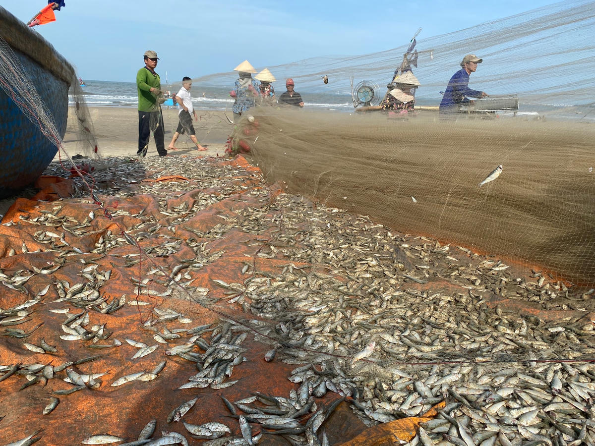 Cá trích mang lại cho ngư dân thu nhập cao thời điểm này. Ảnh: Hoàng Trang.