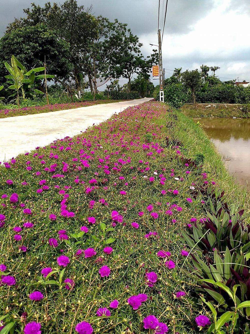 Đường hoa nông thôn mới ở Hải Hậu, Nam Định.