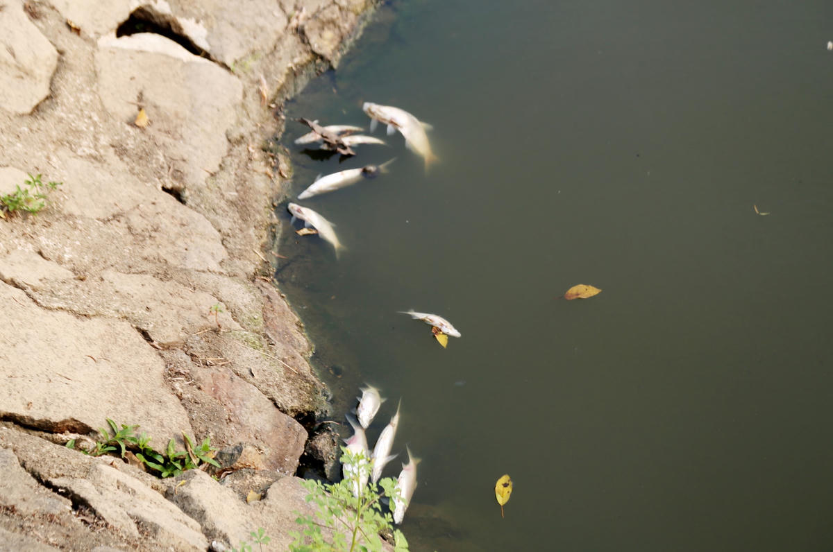 Cá chết ở hồ chủ yếu là cá mương, cá rô phi và cá chép...