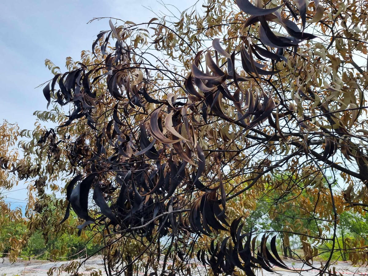 Nhiều cây keo lưỡi gần khu vực diễn tập bị héo lá.