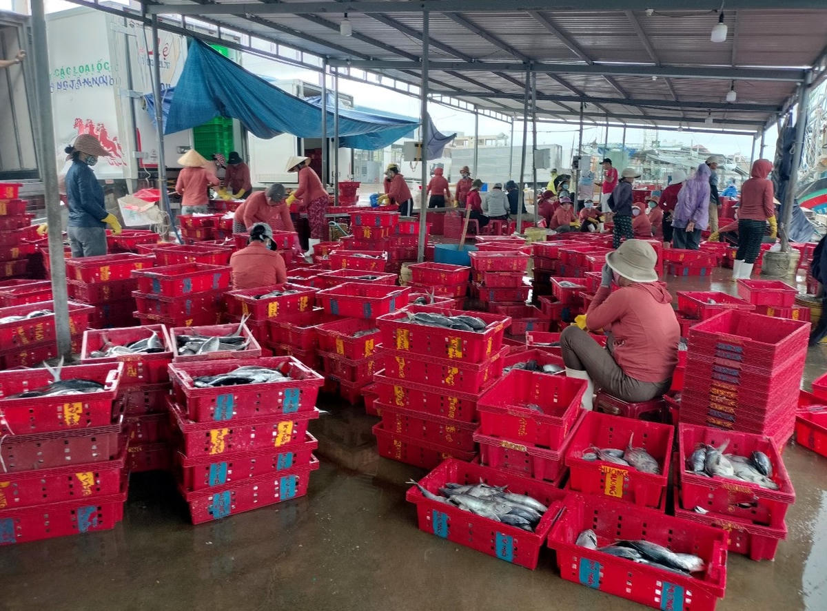 Nhiều sọt cá ngừ sọc dừa tươi rói được thương lái thu mua.