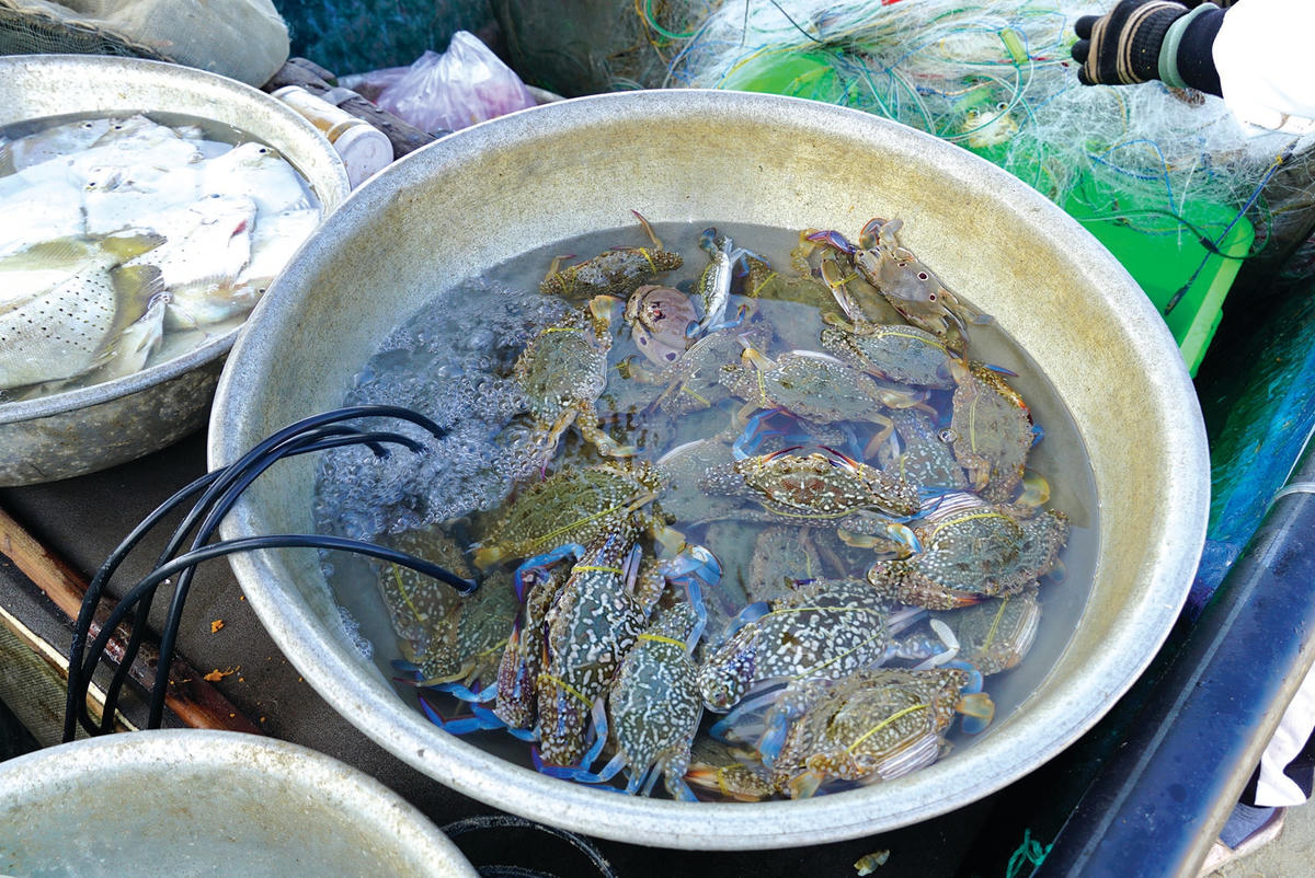 Ghẹ ở vùng biển Hồ Tràm nổi tiếng ngon, chắc và rất dày thịt. Giá ghẹ tùy loại, trung bình khoảng 300 ngàn đồng/kg bán cho thương lái. Loại 1 có giá khoảng 500 - 700 ngàn đồng/kg.  