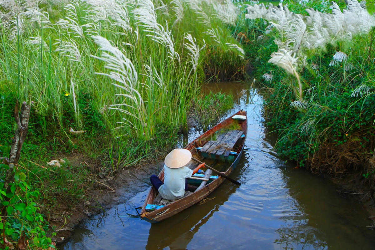 Người dân chèo ghe giữa đôi bờ hoa cỏ lau trấng nõn.