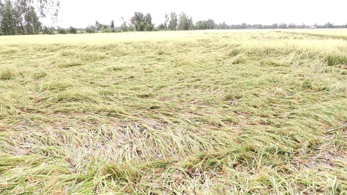 Mưa giông kéo dài nhiều ngày liên tục, nhiều diện tích lúa hè thu của bà con nông dân tỉnh Bạc Liêu bị đổ ngã.