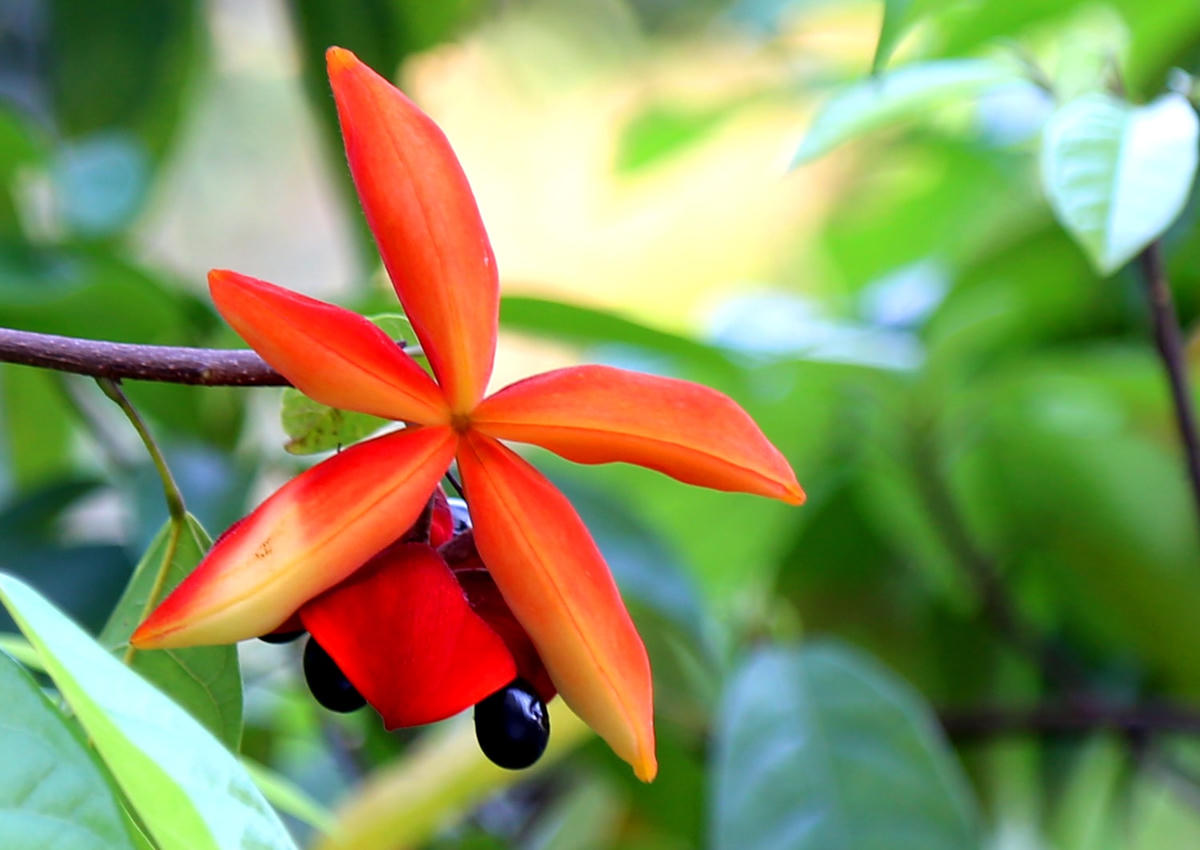 Những chùm quả đẹp mắt khi tách hạt nhìn như những ngôi sao trên nền xanh bầu trời.