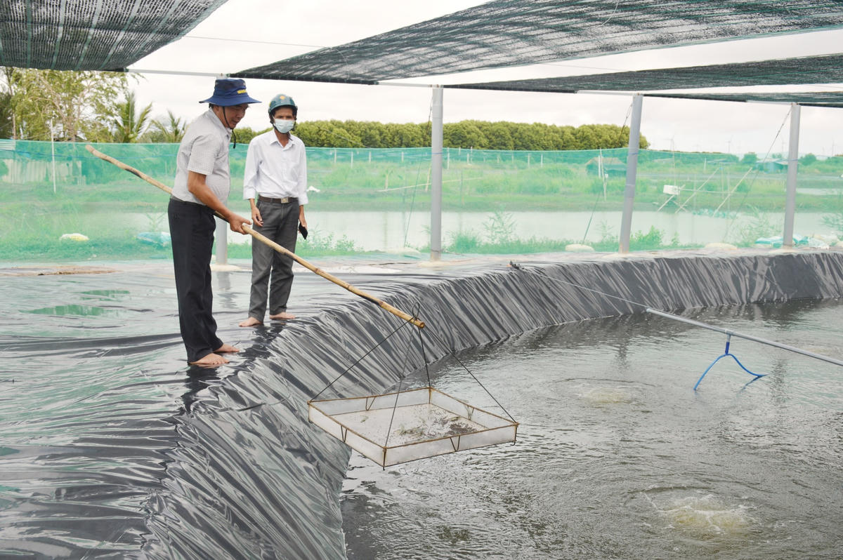 Những lần thất bại đã giúp ông Nguyễn Văn Hoạt rút ra nhiều kinh nghiệm để hoàn thiện về quy trình nuôi tôm công nghệ cao ngày càng hiệu quả hơn.