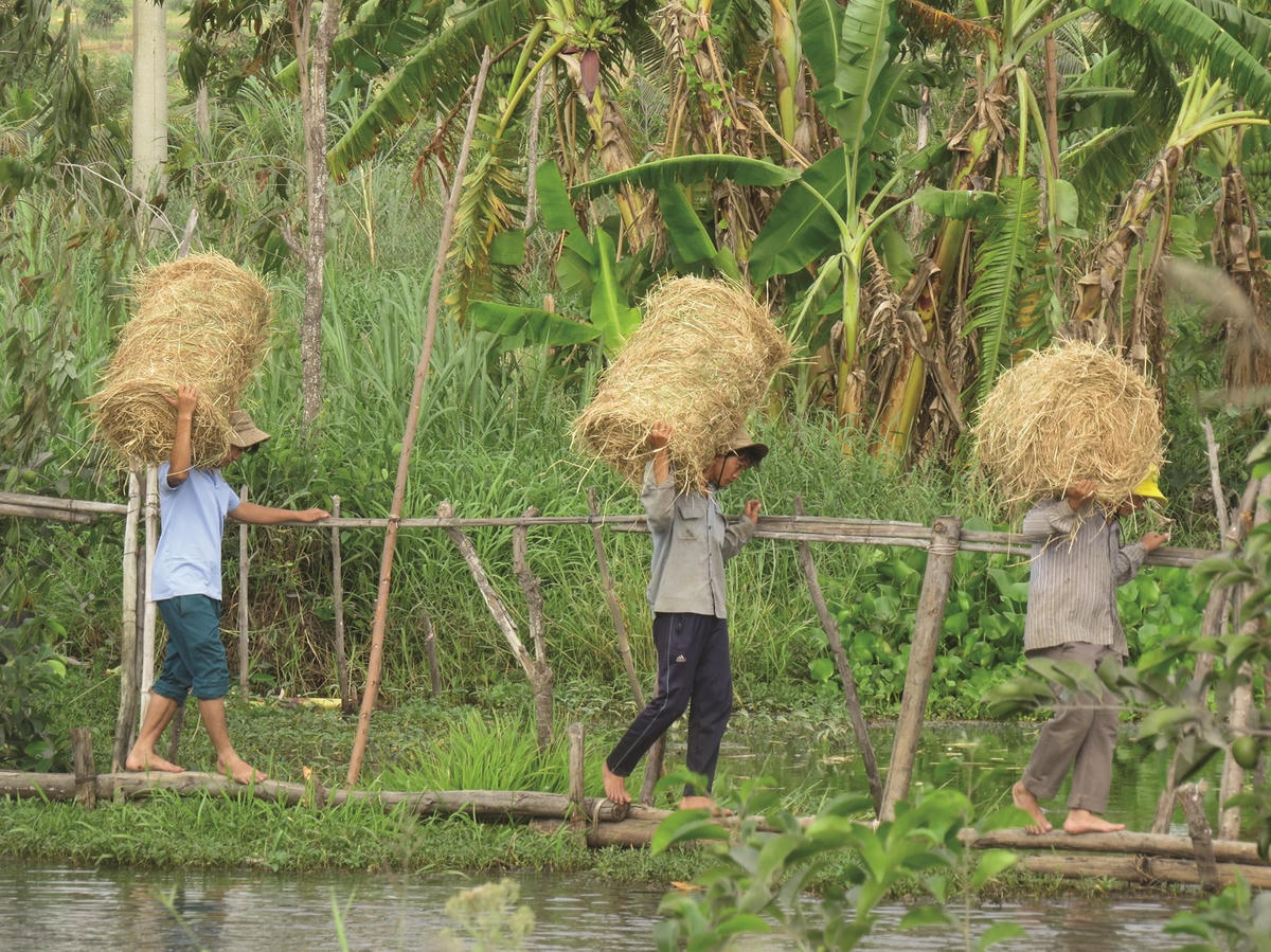 Ảnh 2-Nông dân hối hả bội thu từ rơm rạ