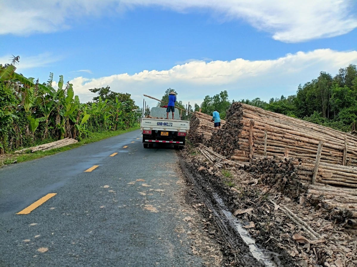 Người trồng rừng ở huyện U Minh có cuộc sống ổn định.