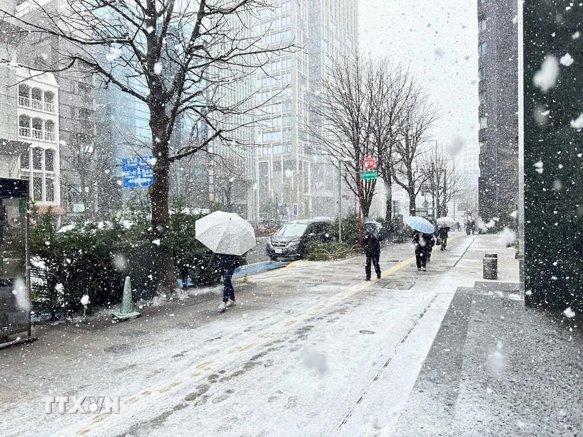 Tuyết rơi dày kèm gió mạnh trái mùa vào cuối tháng 3 tại Tokyo. (Ảnh: TTXVN phát)