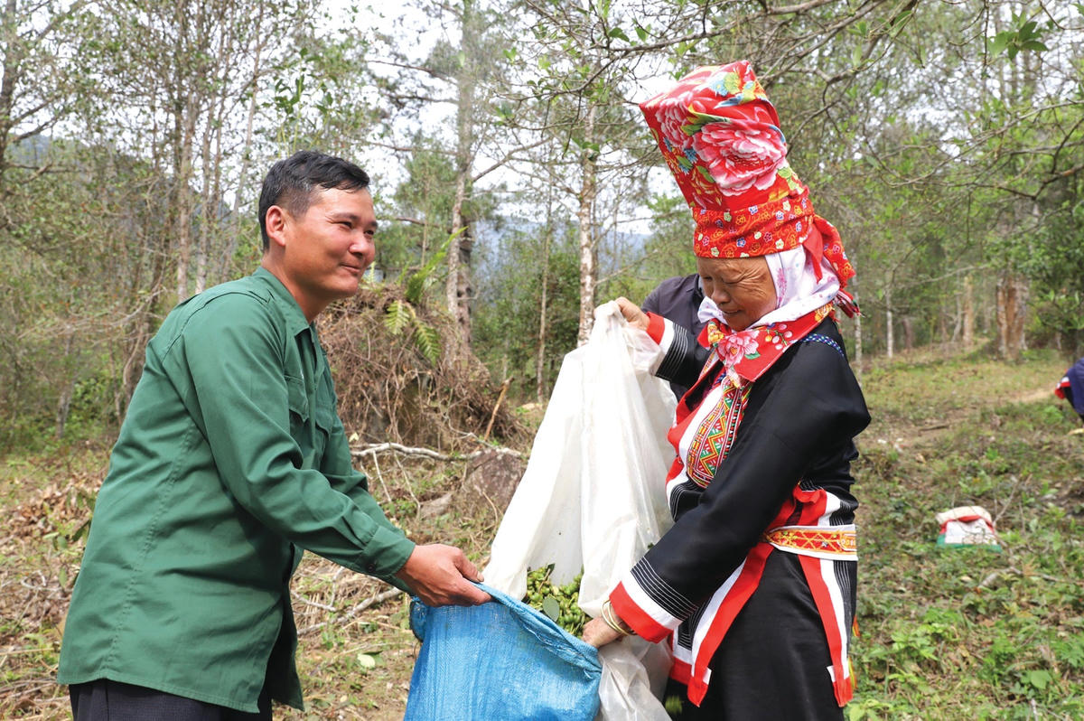 Gia đình anh Tằng Dảu Lồng (khu Khe Bốc, thị trấn Bình Liêu) có gần 2ha hồi.  