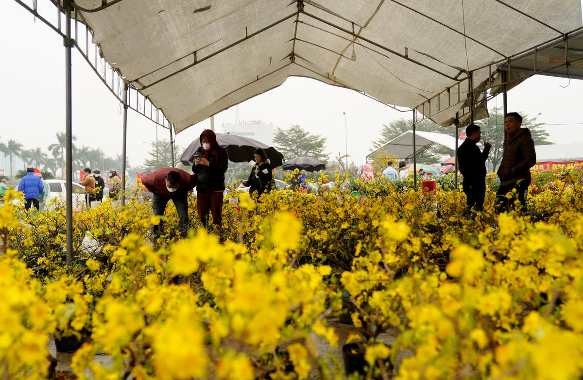 Tuy không khí mua hoa không được nhộn nhịp như mọi năm, nhưng hoa mai, hoa đào năm nay được đánh giá là đẹp và giá cả hợp lý.
