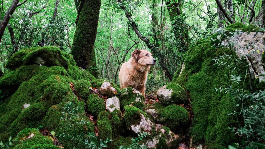 Chú chó Savannah - người bạn đồng hành của Turcich. Ảnh: CNN.
