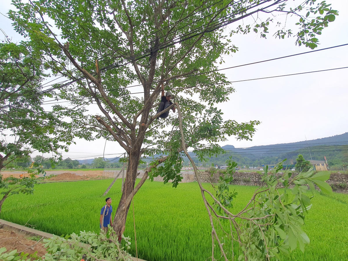 Công nhân cắt cành hàng cây này cho biết mới chỉ thi công được một số đoạn thuộc tổ 1, còn tổ 3 sẽ triển khai trong vài ngày tới.