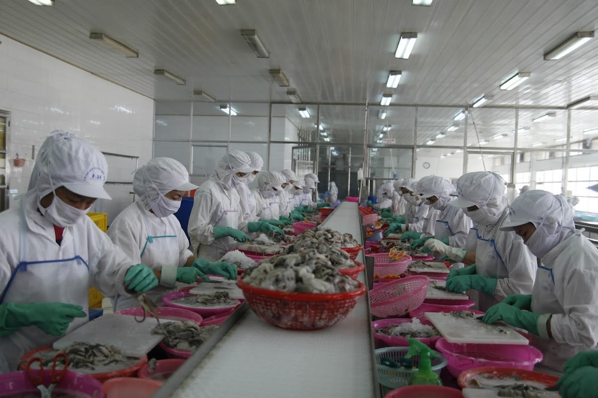 Dự báo những tháng cuối năm ngành tôm sẽ phục hồi. Ảnh: Quang Vinh.