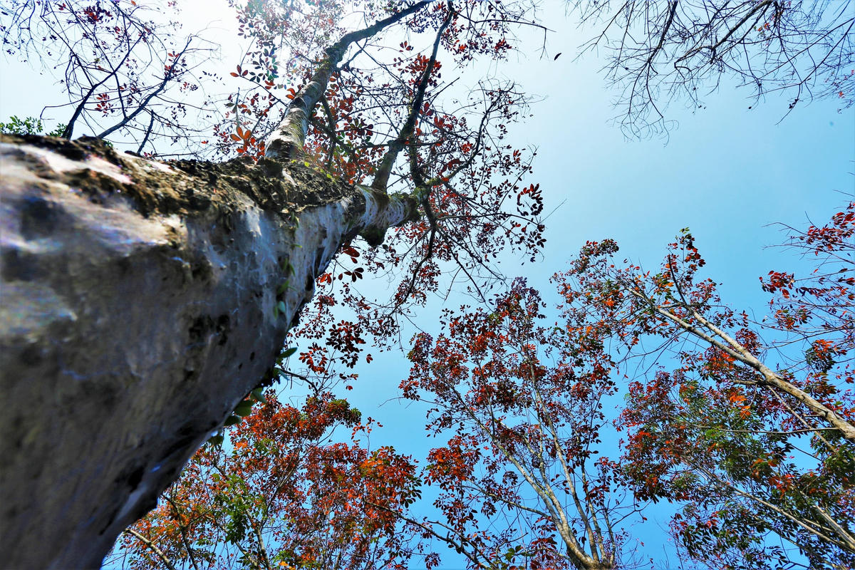 Những tia nắng ấm xuyên qua kẽ lá, chiếu rọi ánh vàng tươi. Cao su rụng lá rồi rơi xuống nền đất đỏ, tự phân hủy theo những cơn mưa rồi tự bón mình cho đất, cho cây cao su.