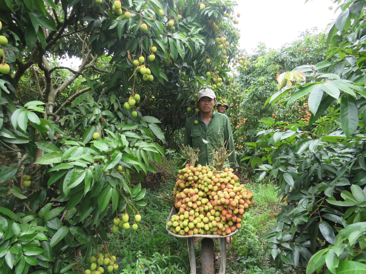Hiện các thương lái đang thu mua vải u trứng trắng tại huyện Thanh Hà (Hải Dương) với giá từ 80.000 – 140.000 đồng/kg.