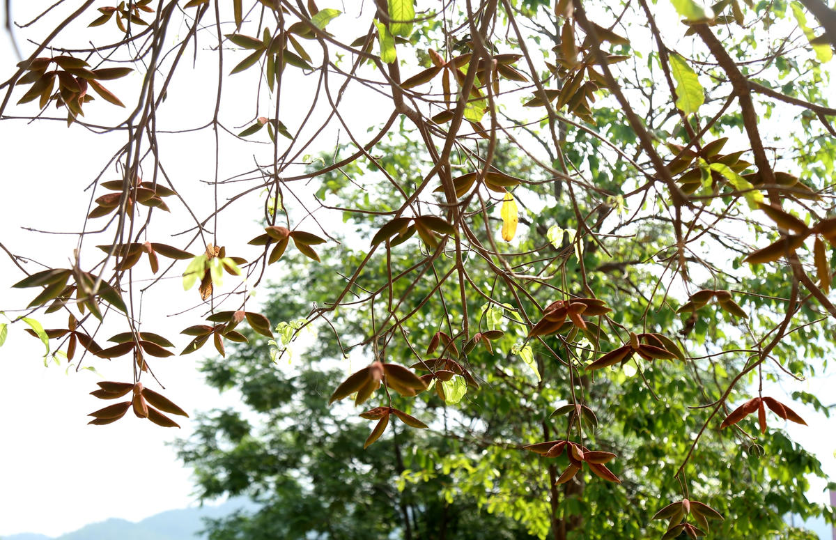 Quả sang khi còn xanh...